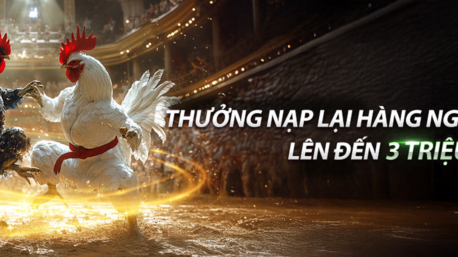 Hình ảnh đá gà trực tiếp tại đấu trường