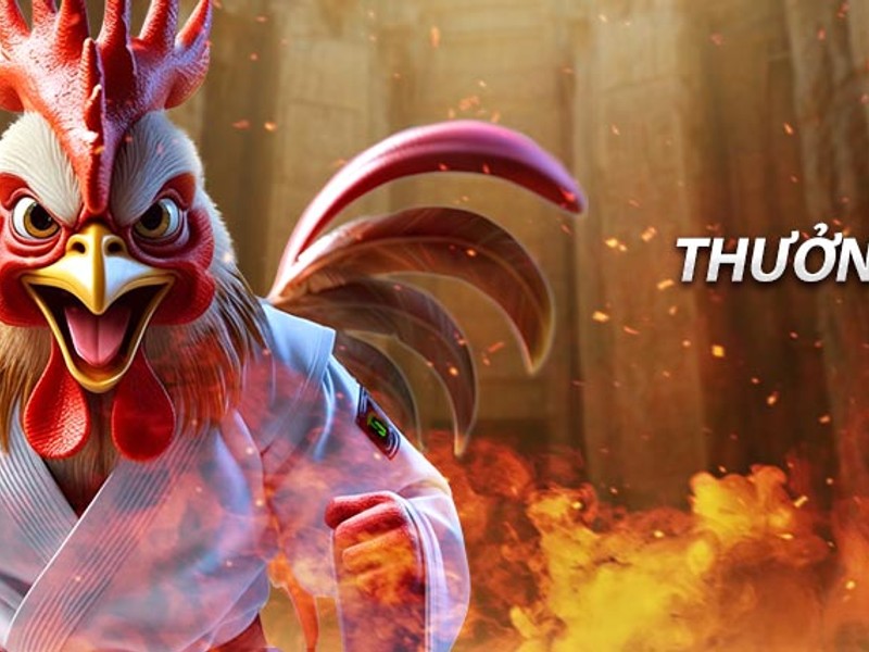 Chiến kê Xám Thần, huyền thoại đá gà 67