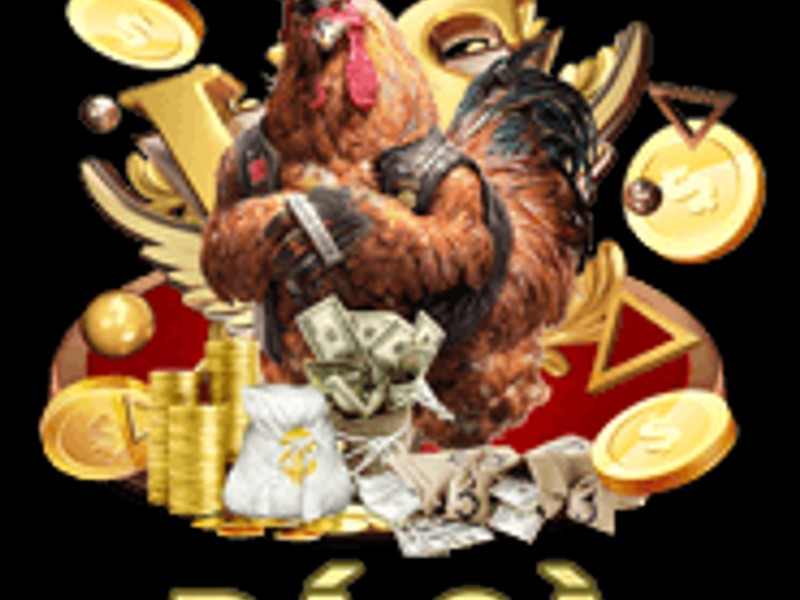 Gà chiến chuẩn bị ra trận