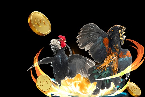 Màn hình xem trực tiếp đá gà chất lượng cao