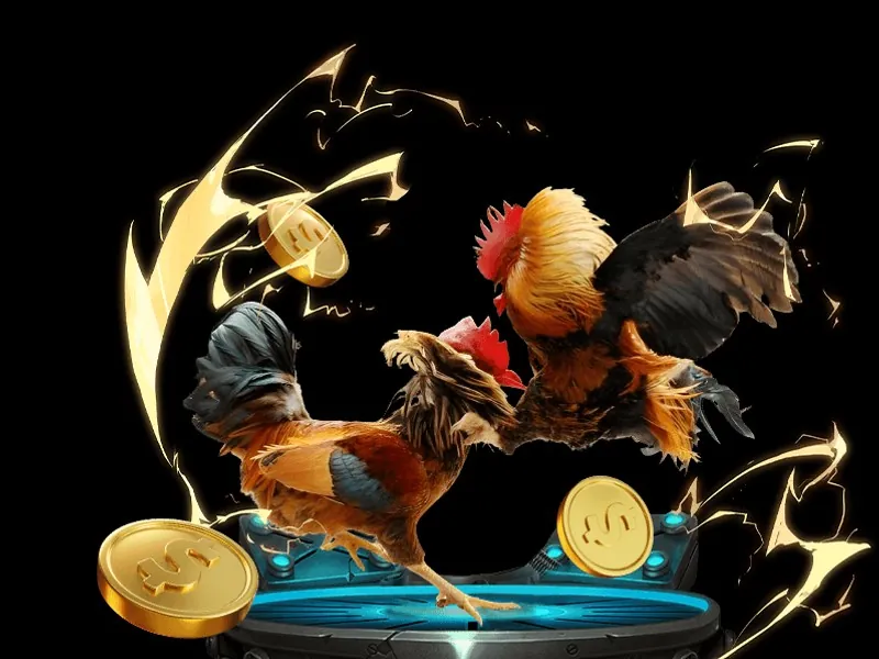 Hình ảnh sân đấu đá gà sôi động với khán giả